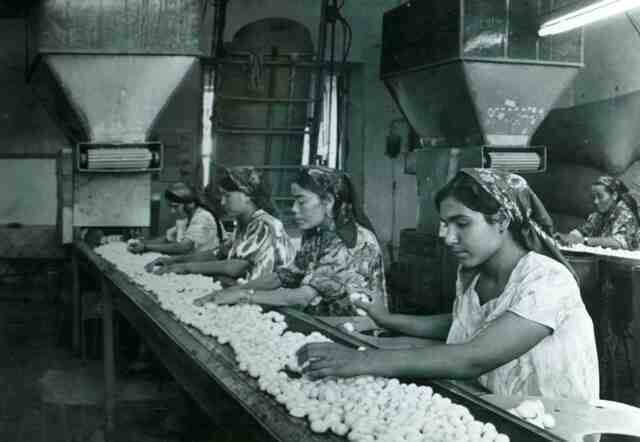 Sorting silk cocoons