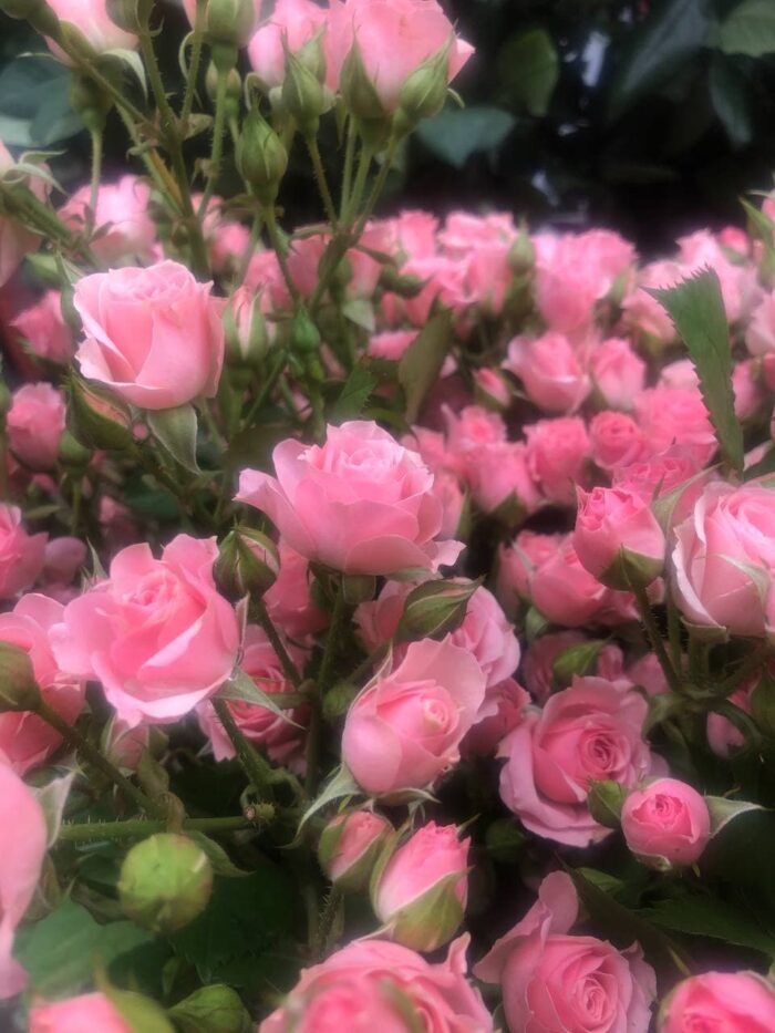 Pink roses from a bazaar in Tashkent